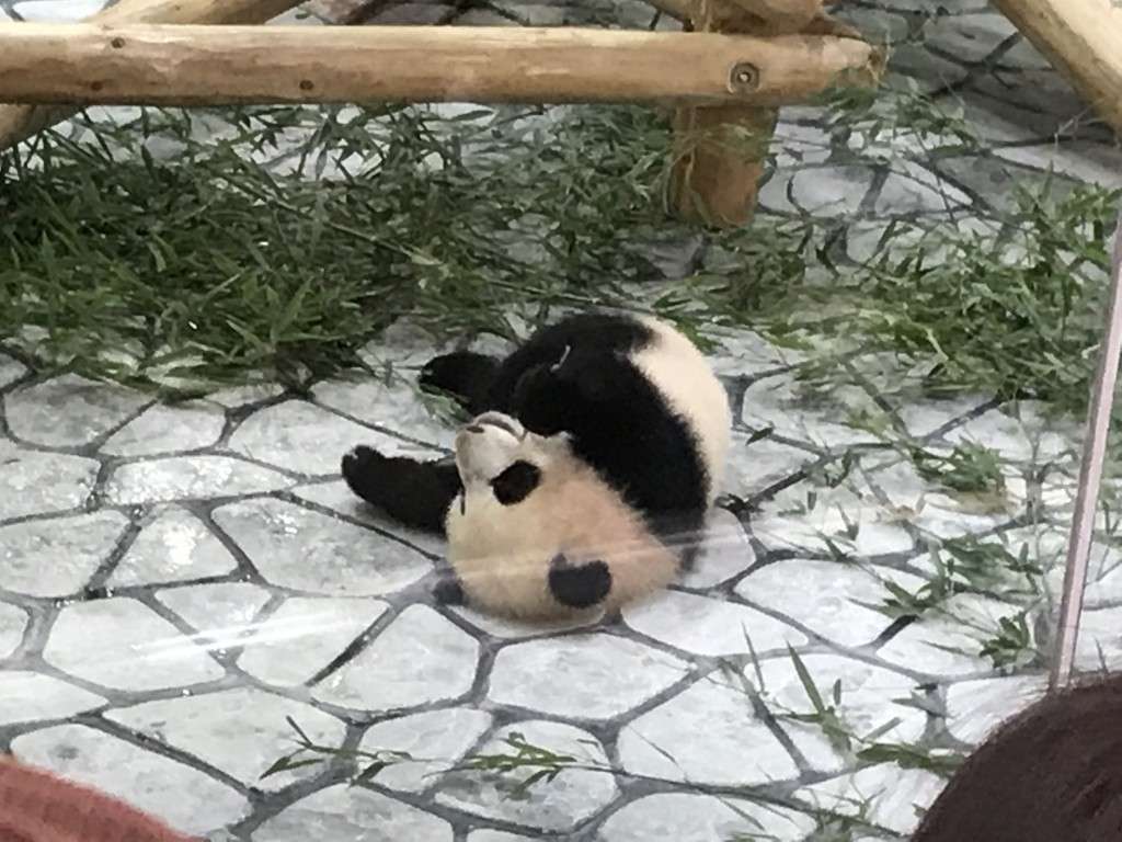 パンダの赤ちゃんを見てきました Acn南紀串本リゾート大島